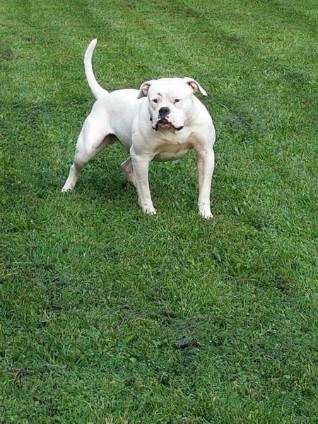 Prince Bishop of Onate | American Bulldog 