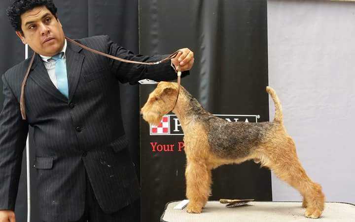 NO PROBLEM EMPIRE QUITUS | Lakeland Terrier 