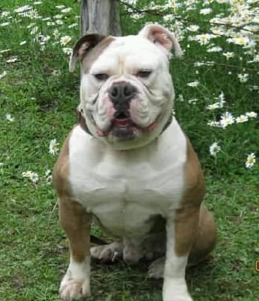 HogHouse’s Duncan | Olde English Bulldogge 