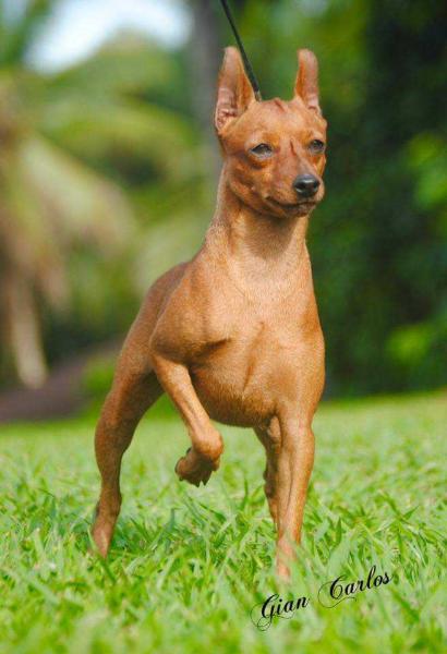 Vandra do Polyana's | Miniature Pinscher 