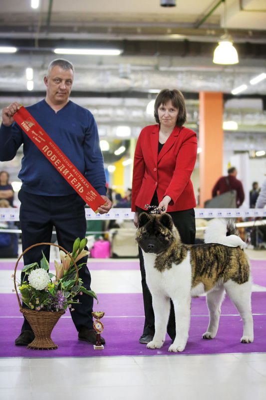 ?ona Bollars Brad Pitt Velvet | Akita 