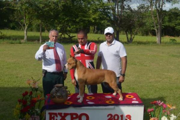 VON TRUJER RED PERCY BY CARDENAS | American Staffordshire Terrier 