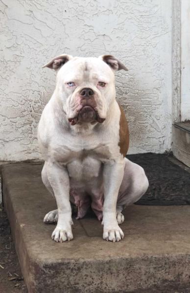 MABKs "MOSS" Remy of Lira’s | American Bulldog 