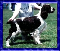 Fairsky Clacton On Sea | English Springer Spaniel 