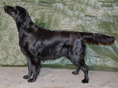 Claans Singel Peg | Flat-Coated Retriever 