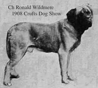 Ronald Wildmere | Mastiff 