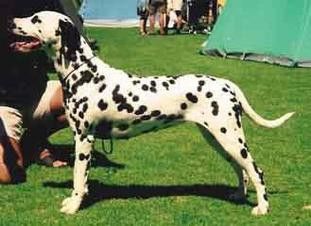 Ekryda Embla | Dalmatian 