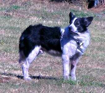 Tuffy AKC DN06592301 | Border Collie 