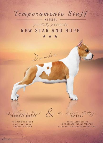 Danka Temperamente Staff | American Staffordshire Terrier 