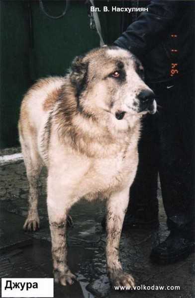 Jura | Central Asian Shepherd Dog 