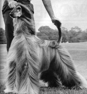 Jeheran's Seyquin | Afghan Hound 