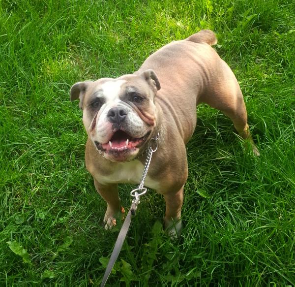 Texas Geez' Blue "Cashew" | Olde English Bulldogge 