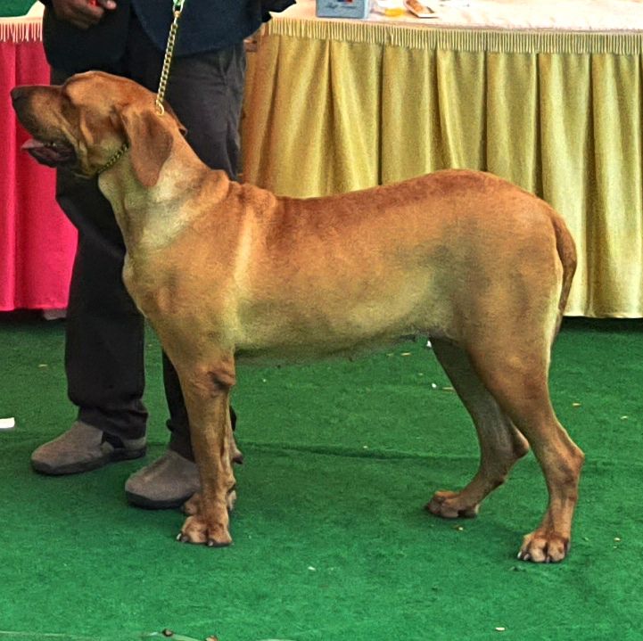 AKIRA  AKA CLARA | Fila Brasileiro 