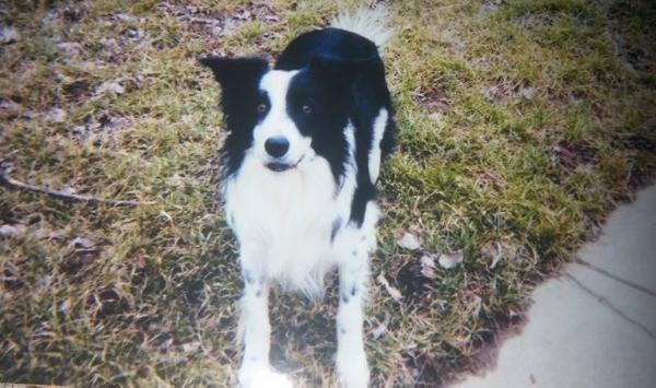 Sir Jake ABC 194230 | Border Collie 