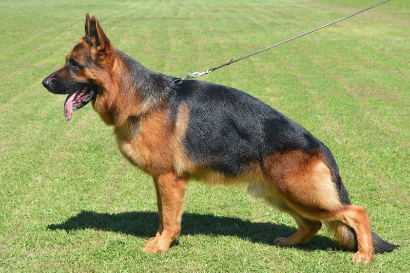 Jimmy von der Lucio | German Shepherd Dog 