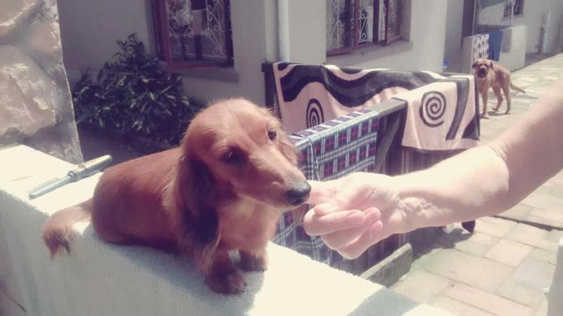 RED GARNET OF STONELEIGH | Dachshund 