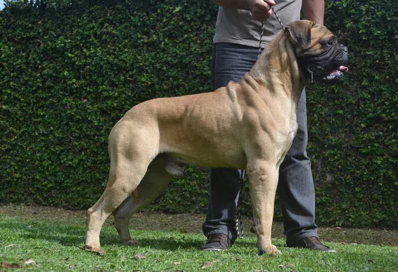 Jyfbull's Argentina Mesi | Bullmastiff 