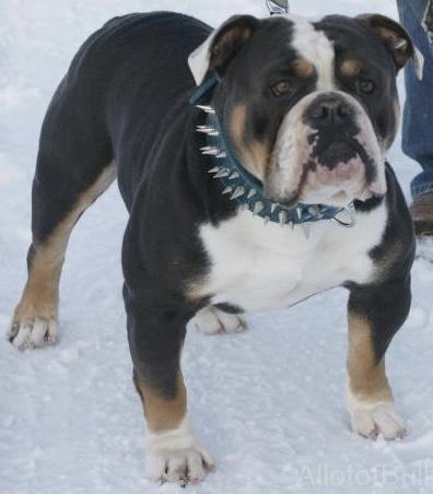 Shaka's Deuce | Olde English Bulldogge 