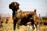 Stoney Kiara | African Boerboel 