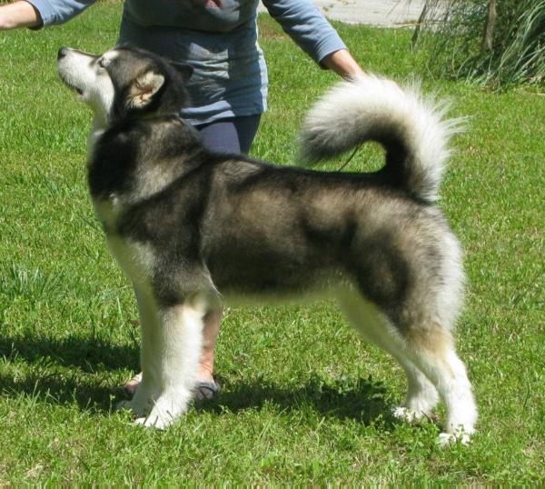 Vykon's Aluk Busy Bein' Fabulous | Alaskan Malamute 