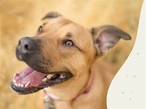 Mountain Cur