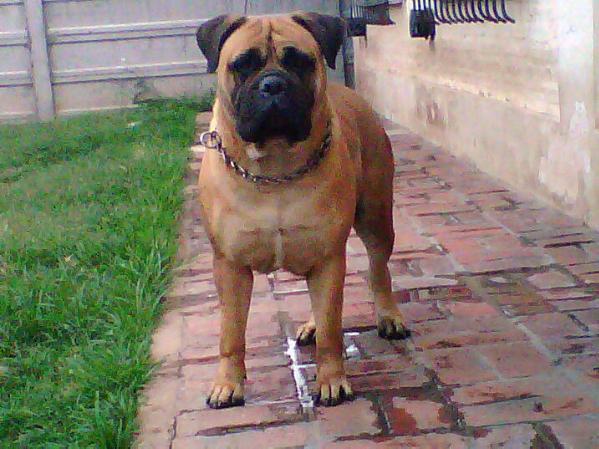 Maracaibo Alma Stone | Bullmastiff 