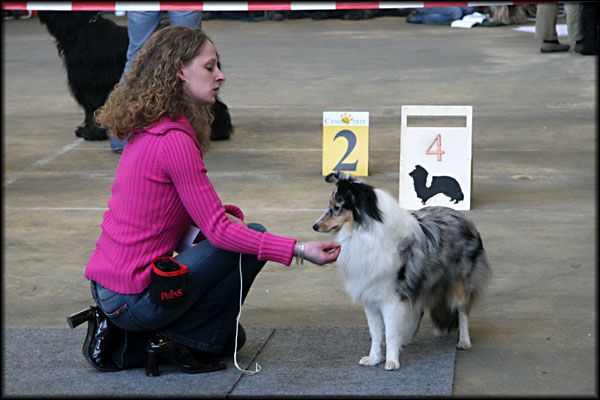 Bonnie Bianco of Scalloway Mountain | Shetland Sheepdog 