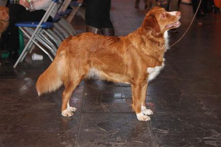 Alliance De La Vie Summer Dream To Eusanit | Nova Scotia Duck Tolling Retriever 