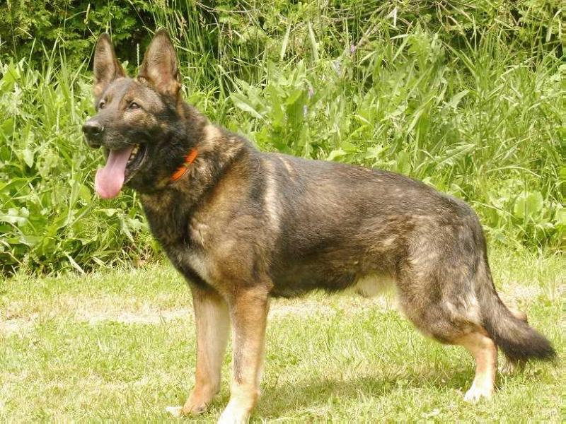 Hesselballe Vito | German Shepherd Dog 