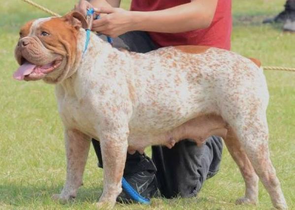 TX. Windstorm's Hooker Headers | Olde English Bulldogge 