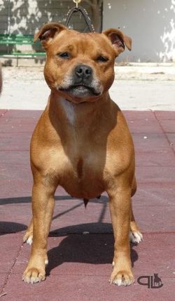 Sarastaff Eureka In Red | Staffordshire Bull Terrier 