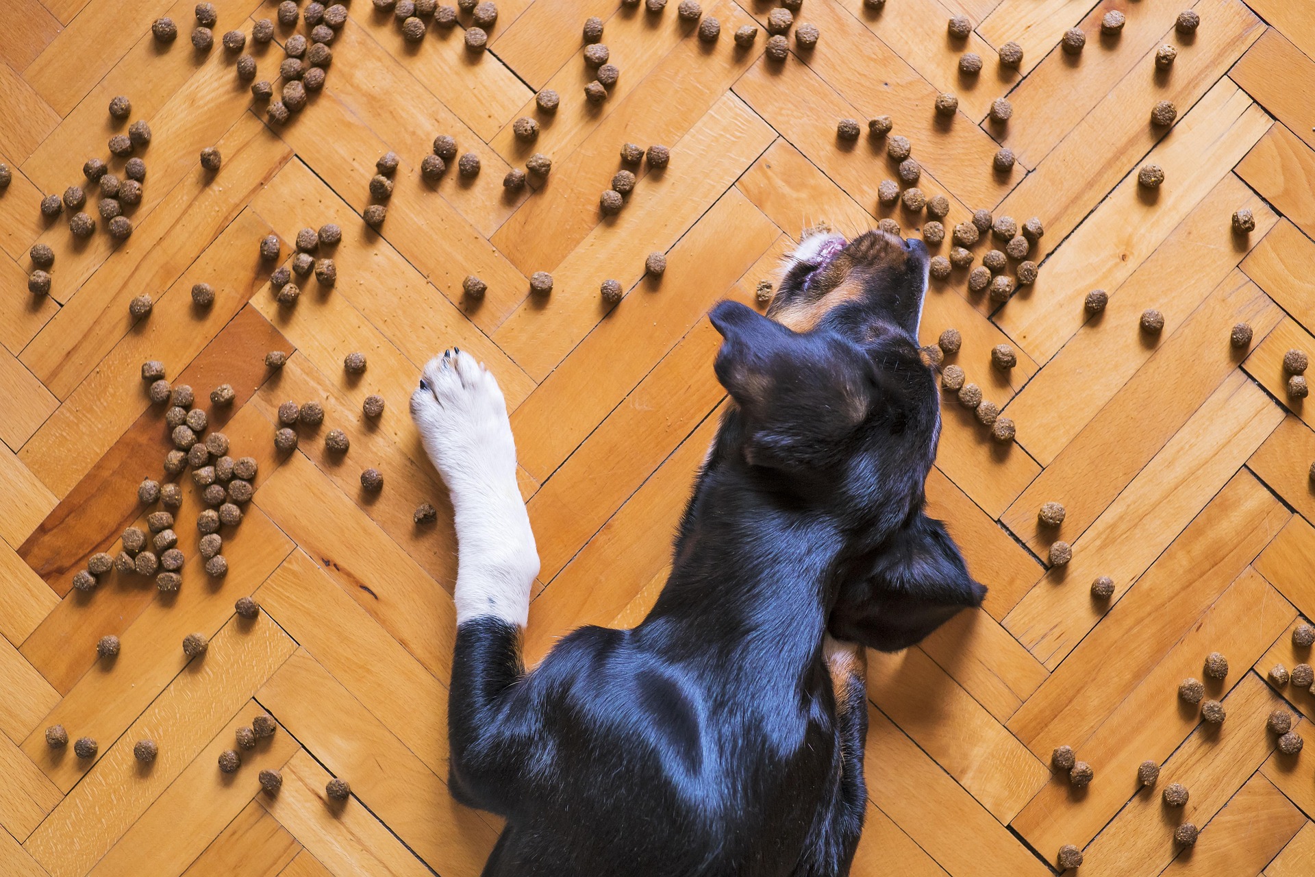 Pet Food Labels: Choosing the Best Food for Your Pet