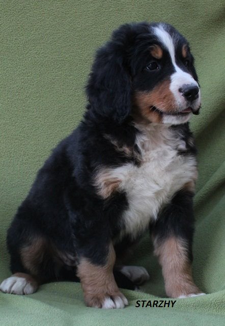 Olfi Black Perle Star | Bernese Mountain Dog 