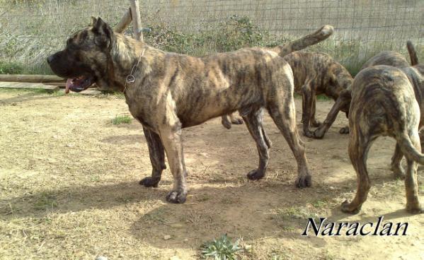 Simon de Casa del Presa | Perro de Presa Canario 