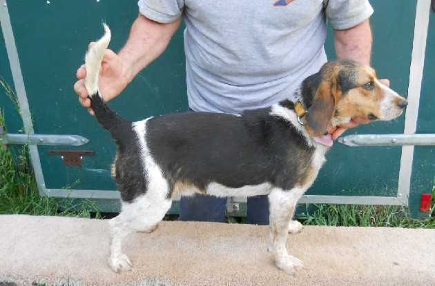 Scroghams Blue Raider | Beagle 