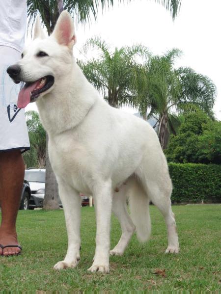 Zanna das Dunas Brancas do Novo Tempo | White Swiss Shepherd Dog 