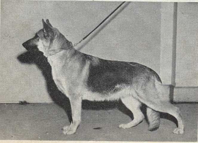 Letton Tregiskey Eloquence | German Shepherd Dog 