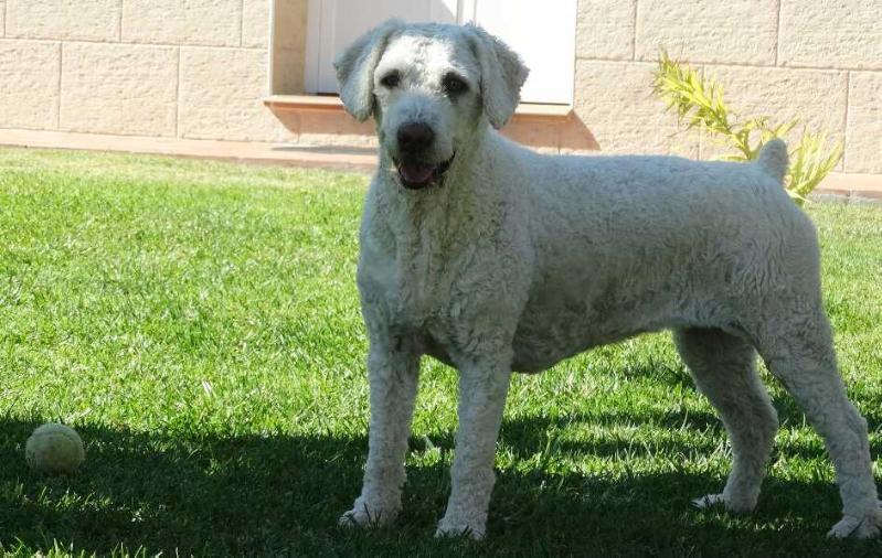 Luna II de El Polvorín | Spanish Water Dog 