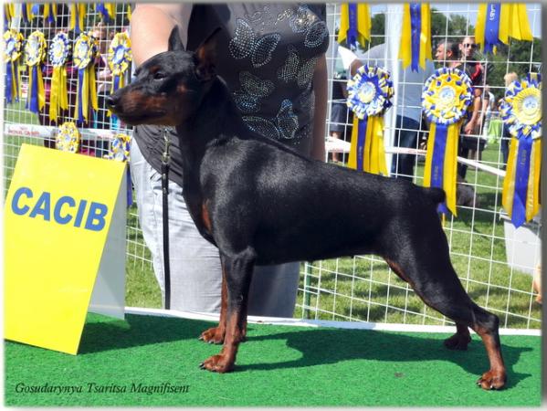 Gosudarinja Tsaritsa Magnifisent | Miniature Pinscher 