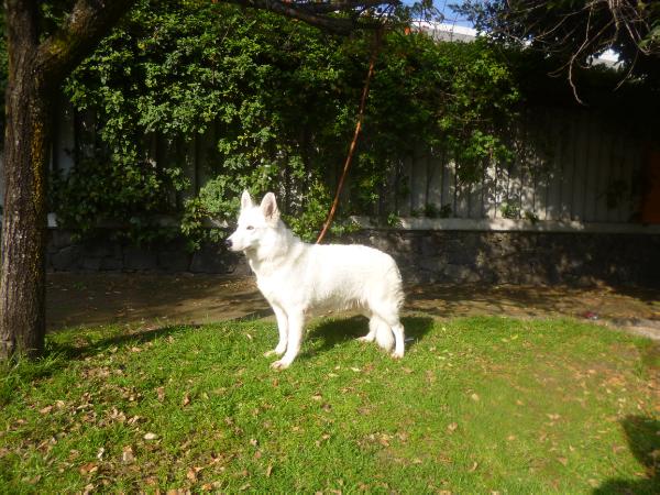 Gohan von aris | White Swiss Shepherd Dog 