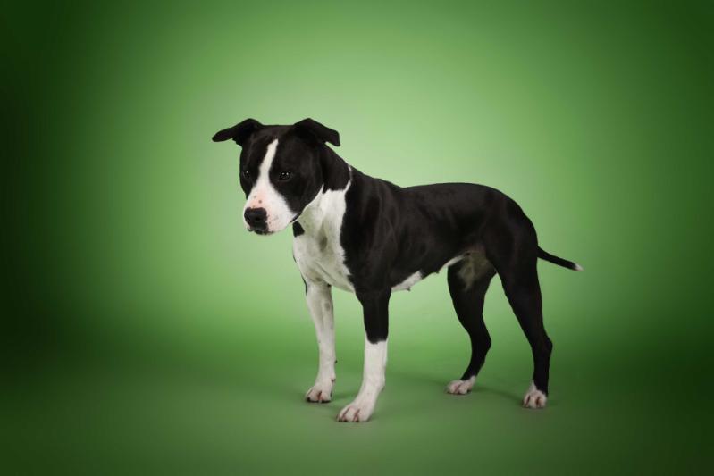 Immortal Soldiers Evil Deeds | American Staffordshire Terrier 