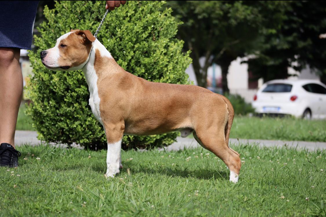 The Reaper | American Staffordshire Terrier 