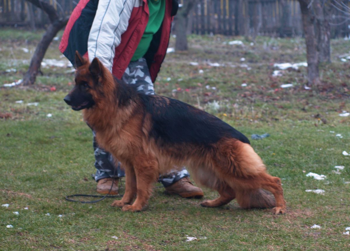 Kia Armandia Lidderdali | German Shepherd Dog 
