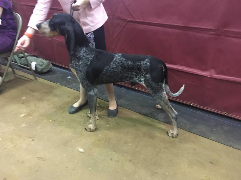 Evenstar Shining Armour | Bluetick Coonhound 