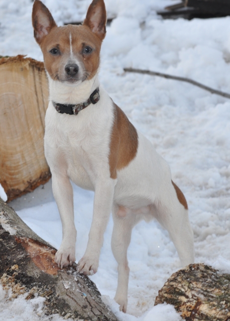 Hall's Smokey Blue | Rat Terrier 