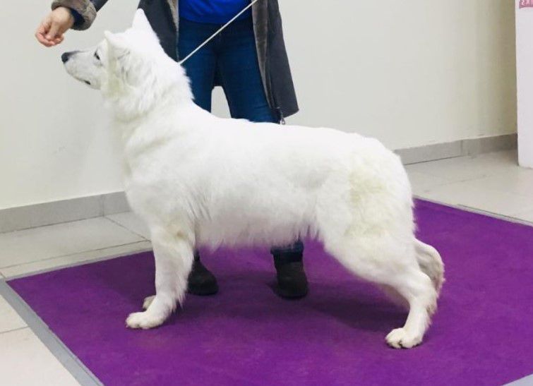 ZHELANA ZHEMCHUZHINA ROSSII | White Swiss Shepherd Dog 