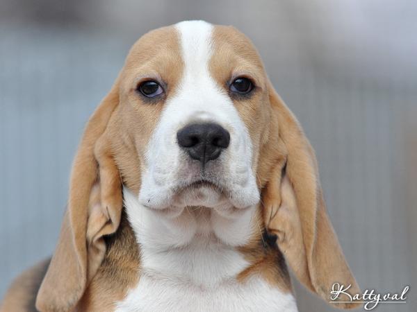 Goff Marshal Kattyval | Beagle 