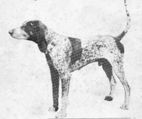 Stratton's Blue Rambler | Bluetick Coonhound 