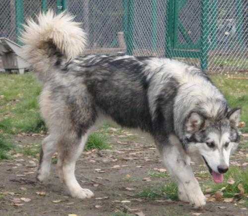 Kingfishers Arrilius Ziva | Alaskan Malamute 