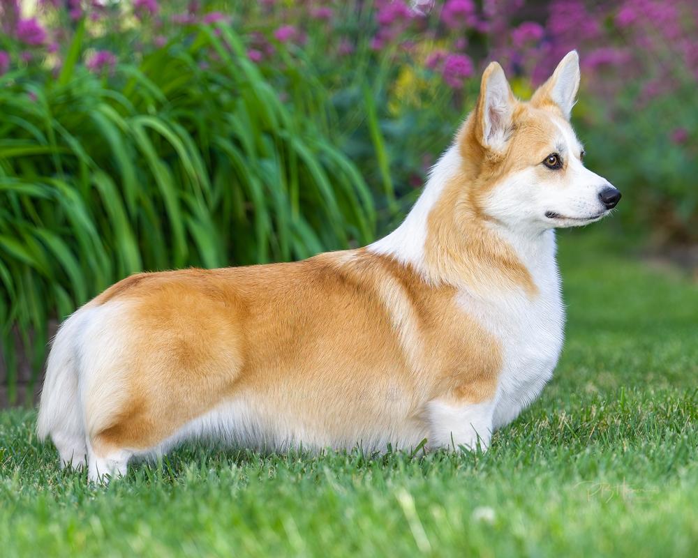 Sterling Shine The Light | Pembroke Welsh Corgi 